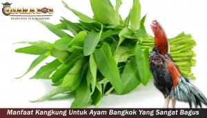 Manfaat Kangkung Untuk Ayam Bangkok
